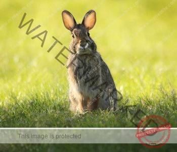 bunny in field