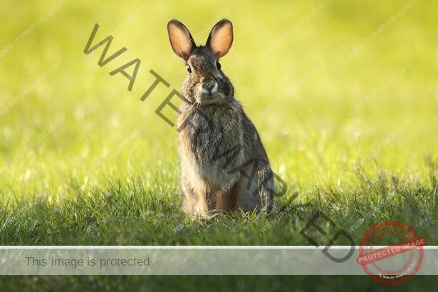 bunny in field